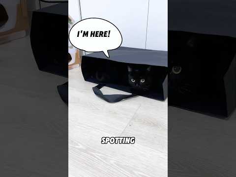 This cat likes to hide and seek very much.#cat #pets #cute