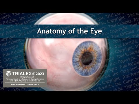 Anatomy of the Eye - Medical Animation