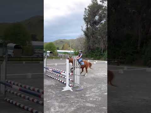 #horse #jumper #eq #pony #ponyhorse #chestnut #equestrian #sj #rider #equestrianjourney