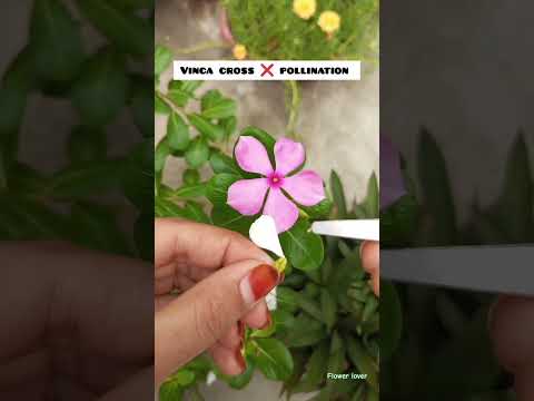 How to vinca cross pollination ......#trending #flowers #youtubeshorts
