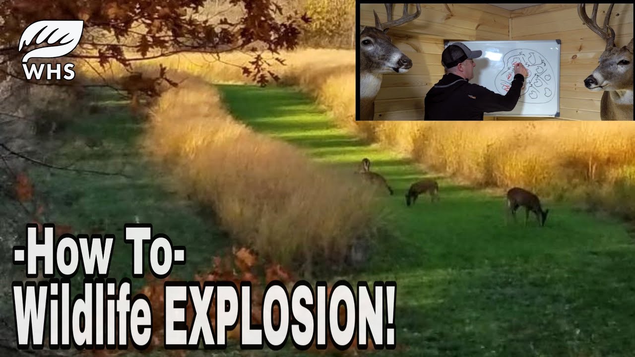 HOW TO EXPLODE WHITETAIL AND WILDLIFE POPULATIONS | OLD FIELD CONVERSION