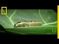 Caterpillar Behavior and Wasp Interaction
