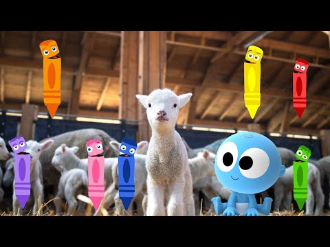 Old MacDonald, Googoo Gaagaa, Color Crew | Nursery Rhymes | Animal Sounds |  Toddler Learning Video