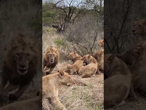 The sub adults from the Kambula pride stand up to one of the Northern Avoca males ๐ฆ ๐ฅ