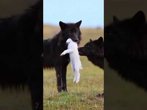 Animals value life❤️