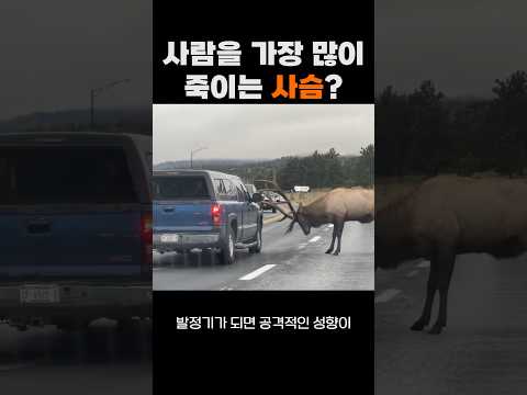 사람을 가장 많이 죽이는 사슴? #말코손바닥사슴 #무스