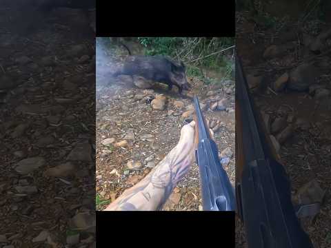великолепный снимок дикого кабана так близко #chasse#hunting #cinghiale  #wildboar