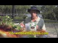 Chocolate Maca Smoothie