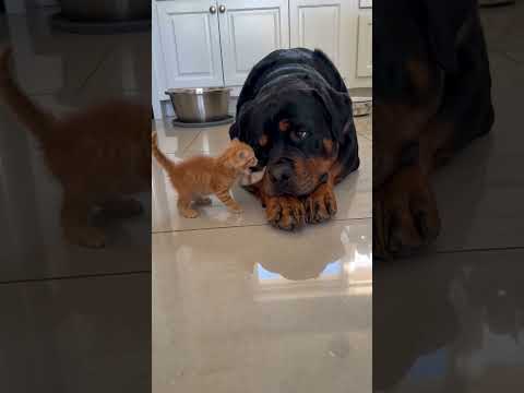 Tiny Kitten Takes on a Giant Rottweiler! 🐱