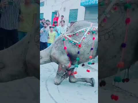 Camel Beautiful Views 2022 | #shortsvideo #camel #animals #akfunn