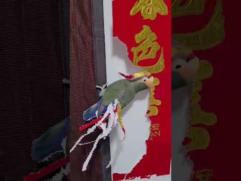 What he is doing ? #parrot #beauty #pet