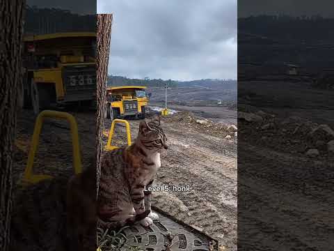 Cats but they keep getting more jumpscared 😨