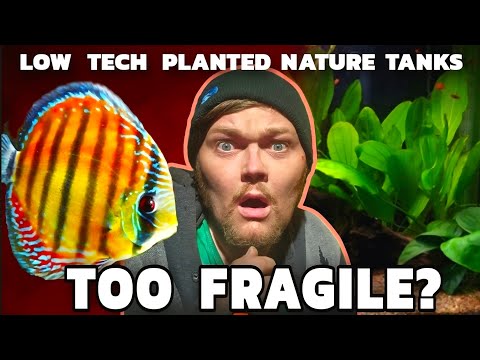 Could Discus Survive in A Low Maintance, No Water  Can Cichlids Even Survive in Low Maintenance, Father Fish or Walstad Type Tanks? Can DISCUS Survive 