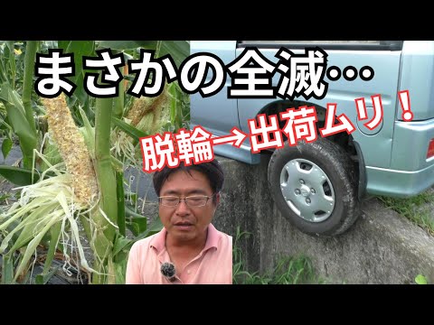 【悲劇三連発】トウモロコシ全滅→車が脱輪→出荷不能…最悪の一日でした（2025.7.4）