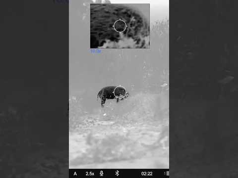 Dead on his feet but fast followups are key. #hunting #thermalhunting
