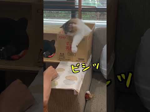 箱の中から飛び出してくる猫 笑 　#猫 #ねこ #cat #かわいい猫 #猫動画 #猫好き #スコティッシュフォールド #猫のいるくらし #かわいい