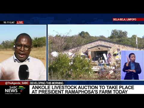 Livestock auction by Ankole Society of South Africa at Phala Phala ranch - Samkele Maseko updates