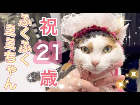 おめでとうミミちゃん!ふくふくの21歳なりましたー!!【ご長寿猫ミミナナちゃんちのミミちゃん】#cat #猫 #ご長寿猫