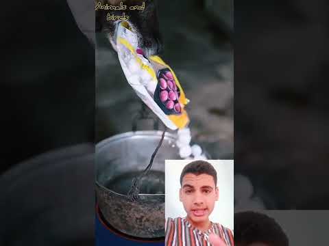 بص الكلب ده بيعمل ايه ? أذكي كلب في العالم#funny #shorts #dogs #dog#fypシ #fyp