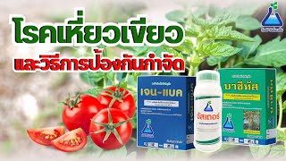 โรคเหี่ยวเขียวและวิธีการป้องกันกำจัด