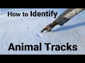 Identifying Animal Tracks: Essential Tips and Techniques