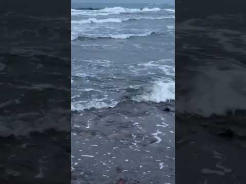 海のにおい・潮の香りの正体とは?AIが科学的に徹底解説