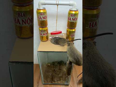 Homemade trap/Use a plastic jar effectively #rat #rattrap