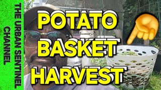 POTATO BASKET | Grow a Bumper Crop...maybe