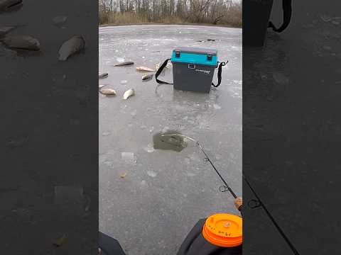 Карась МУТАНТ #shorts #карась #рибалка