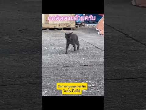 นึกว่าคาบหนูมากินไงเป็นงี้ล่ะ #shortvideo #shorts #short #subscribe