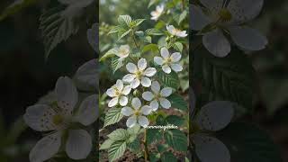 Proses pertumbuhan buah blackberry 🍇🌱 | From Fallen Berry to a New Plant blackberry 🍇🌱