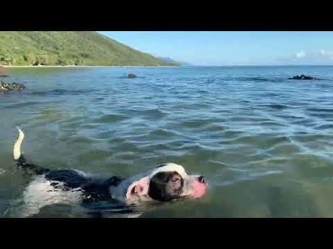 Dog gets eaten by a crocodile