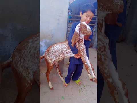#goat #animals #viral#play#pets #kids