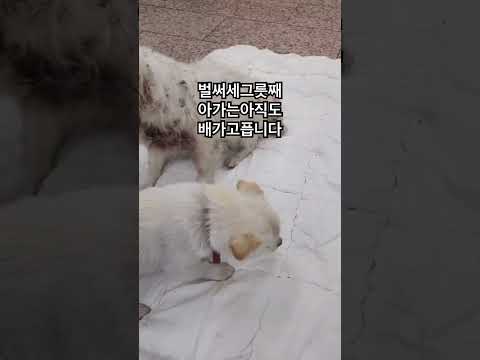 그저어미는새끼와함께하려했을뿐-왜이런짓을하셨나요?-온몸이학대의흔적으로가득합니다-제발잔혹한학대를멈춰주세요#성주보호소#유기견#유기견입양#포인핸드#유기견구조