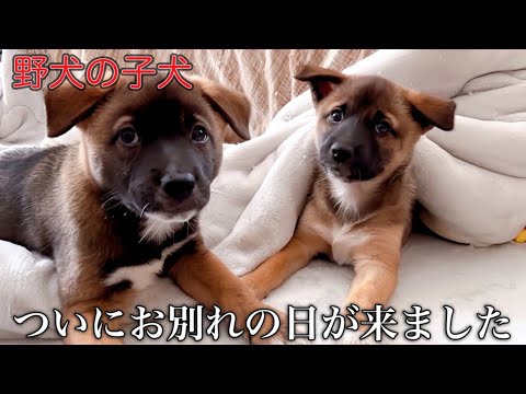 甘えん坊な野犬の子犬とお別れの日がやってきました