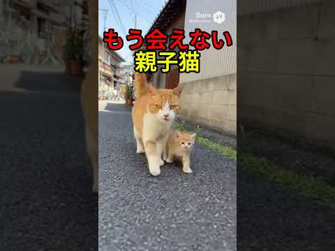 子と離れ離れの母【猫物語】 #shorts