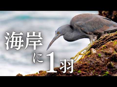 【会えたらラッキー】岩礁のクロサギ|真鶴岬・三ツ石海岸
