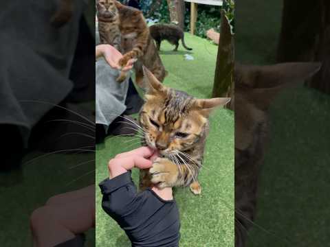 癒されるおやつタイム【#京都ひょう猫の森 】