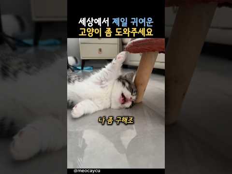 세상에서 제일 귀여운 고양이좀 도와주세요 #동물 #고양이