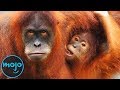 Endangered Species and Conservation Issues