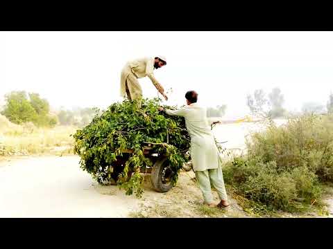 Desi vlog | Wood Cuting | With Brother #viral #vlog #desi