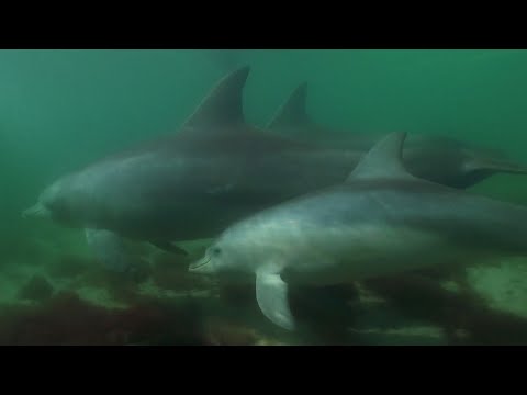 Young Dolphin Plays in the Open Waters | Puck's Story Part 5 | Dolphins of Shark Bay | BBC Earth