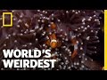 Interactions Between Clownfish and Sea Anemones