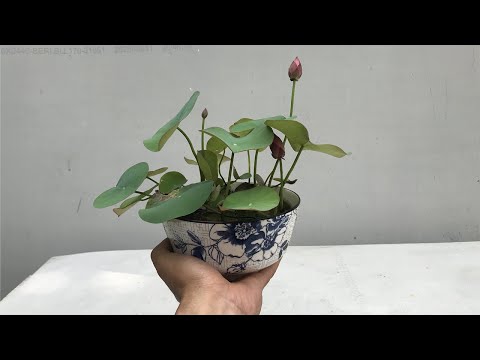 Small lotus pots suitable for your desk