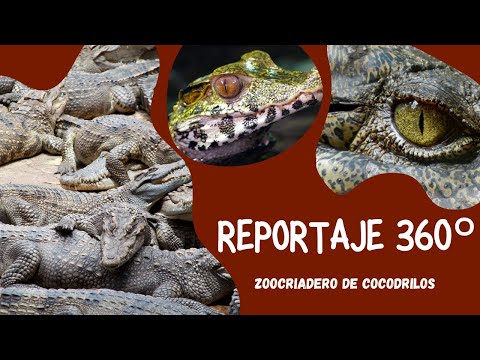 Reportaje Especial sobre la preservación del cocodrilo en Camagüey