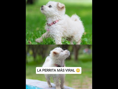 #storytime de la mascota más viral 😳🤩 #frenchpoodle #minitoy #fotografo #fotografia