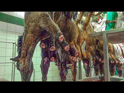 Incredible Horse Insemination, Birth & Slaughter Process - Million Of Racehorses Training Secrets