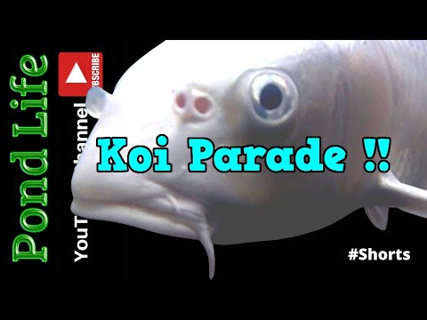 Koi Parade  [ POND LIFE ]  #Shorts Koi Parade  [ POND LIFE ]  #Shorts  features AMAZING Japanese koi from the Pond Life YouTube channel