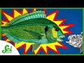 Understanding Fish Adaptations