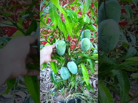 আম গাছের অসাধারণ কাটিং  #shots #grow #mango #tree  #cutting